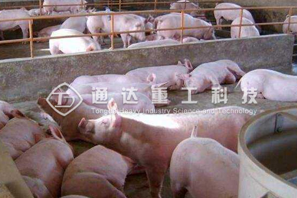  一條豬糞有機(jī)肥生產(chǎn)線，遍地豬屎臭變身有機(jī)肥